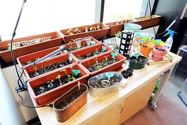 IMG_0141 Automated Garden